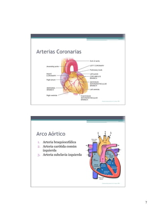 Arterias Coronarias




                                       Derechos Reservados Dr. E. Alonso 2008




Arco Aórtico                      1
       2            3

1.  Arteria braquiocefálica
2.  Arteria carótida común
    izquierda
3.  Arteria subclavia izquierda




                                       Derechos Reservados Dr. E. Alonso 2008




                                                                                 7
 
