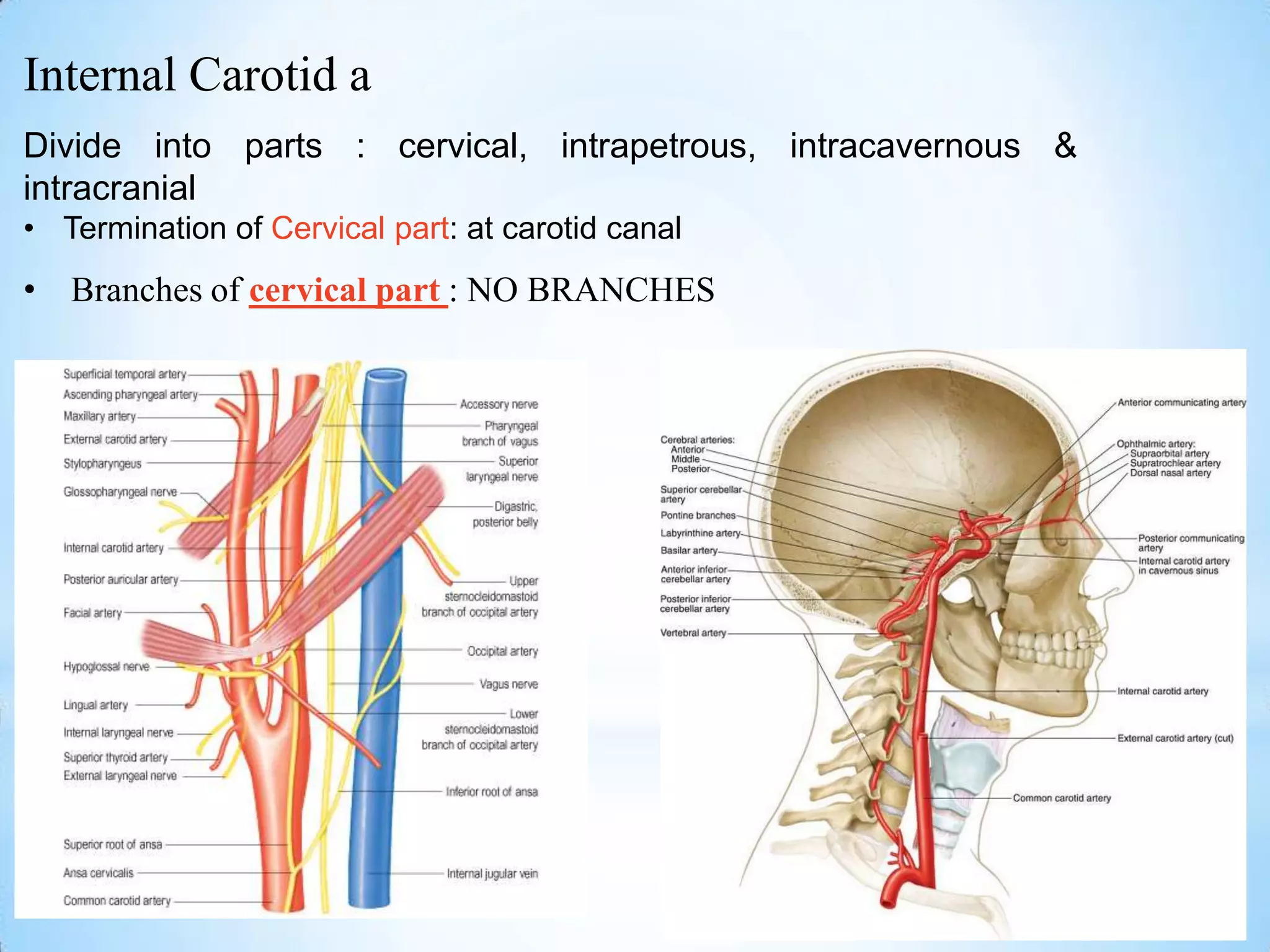 Internal Carotid a
Divide into parts : cervical, intrapetrous, intracavernous &
intracranial
• Termination of Cervical part: at carotid canal
• Branches of cervical part : NO BRANCHES
 