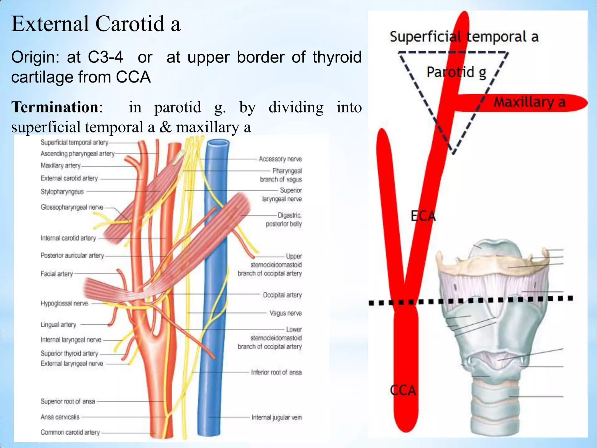 External Carotid a
Origin: at C3-4 or at upper border of thyroid
cartilage from CCA
Termination:     in parotid g. by dividing into
superficial temporal a & maxillary a
 