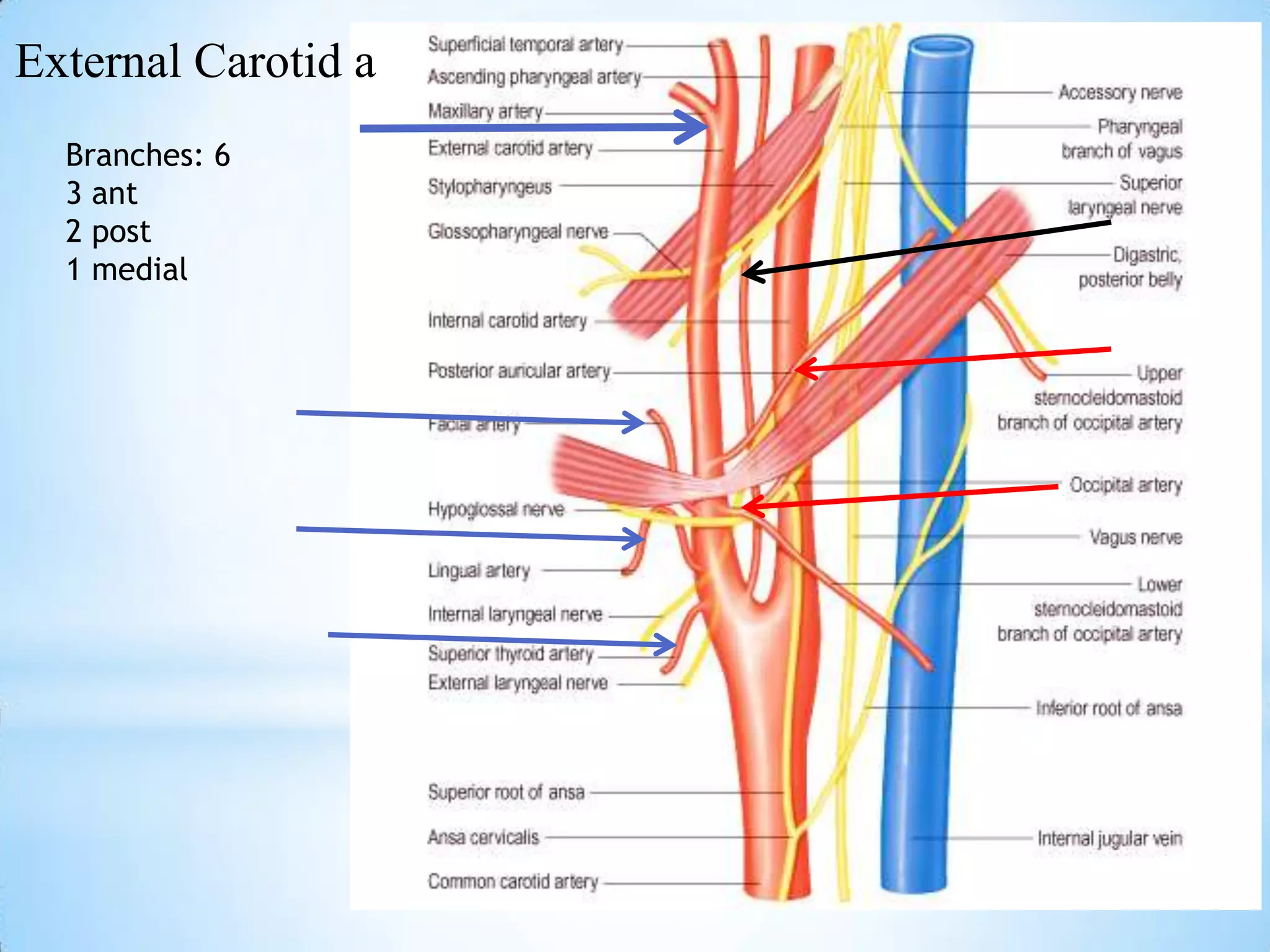 External Carotid a
  Branches: 6
  3 ant
  2 post
  1 medial
 