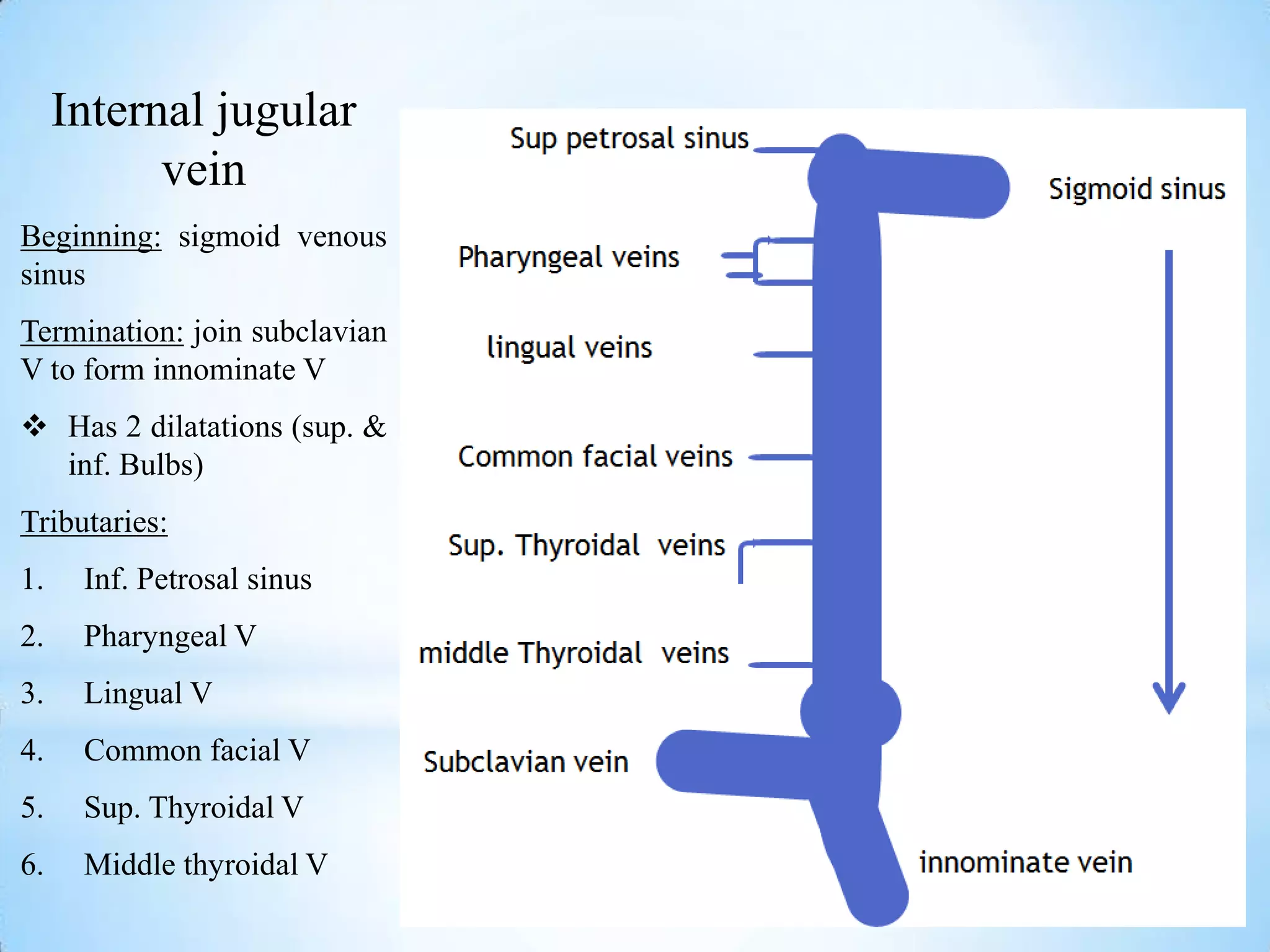Internal jugular
           vein
Beginning: sigmoid venous
sinus
Termination: join subclavian
V to form innominate V
 Has 2 dilatations (sup. &
  inf. Bulbs)
Tributaries:
1.    Inf. Petrosal sinus
2.    Pharyngeal V
3.    Lingual V
4.    Common facial V
5.    Sup. Thyroidal V
6.    Middle thyroidal V
 