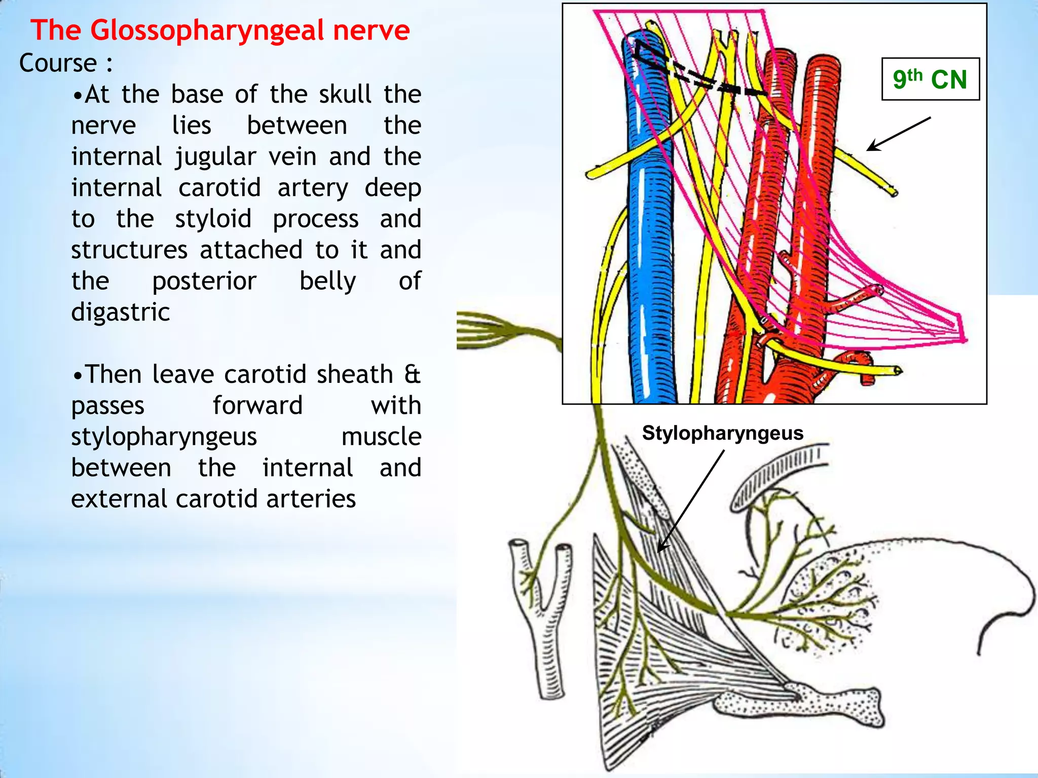 The Glossopharyngeal nerve
Course :
                                                       9th CN
    •At the base of the skull the
    nerve lies between the
    internal jugular vein and the
    internal carotid artery deep
    to the styloid process and
    structures attached to it and
    the    posterior    belly  of
    digastric

    •Then leave carotid sheath &
    passes      forward       with
    stylopharyngeus         muscle   Stylopharyngeus
    between the internal and
    external carotid arteries
 