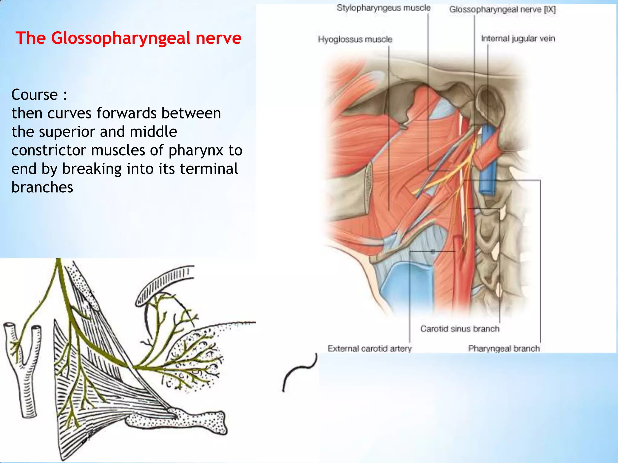 The Glossopharyngeal nerve


Course :
then curves forwards between
the superior and middle
constrictor muscles of pharynx to
end by breaking into its terminal
branches
 