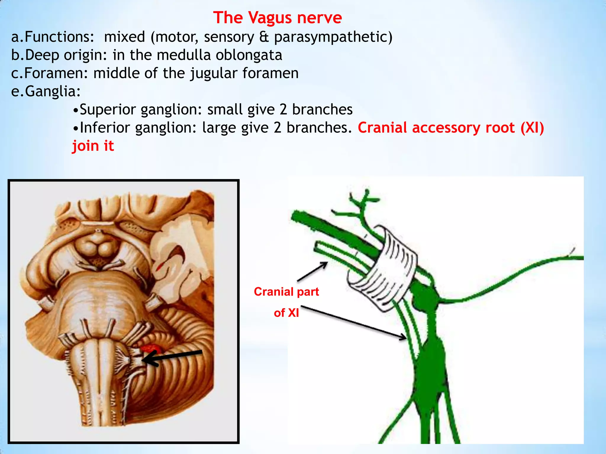 The Vagus nerve
a.Functions: mixed (motor, sensory & parasympathetic)
b.Deep origin: in the medulla oblongata
c.Foramen: middle of the jugular foramen
e.Ganglia:
         •Superior ganglion: small give 2 branches
         •Inferior ganglion: large give 2 branches. Cranial accessory root (XI)
         join it




                                   Cranial part
                                      of XI
 