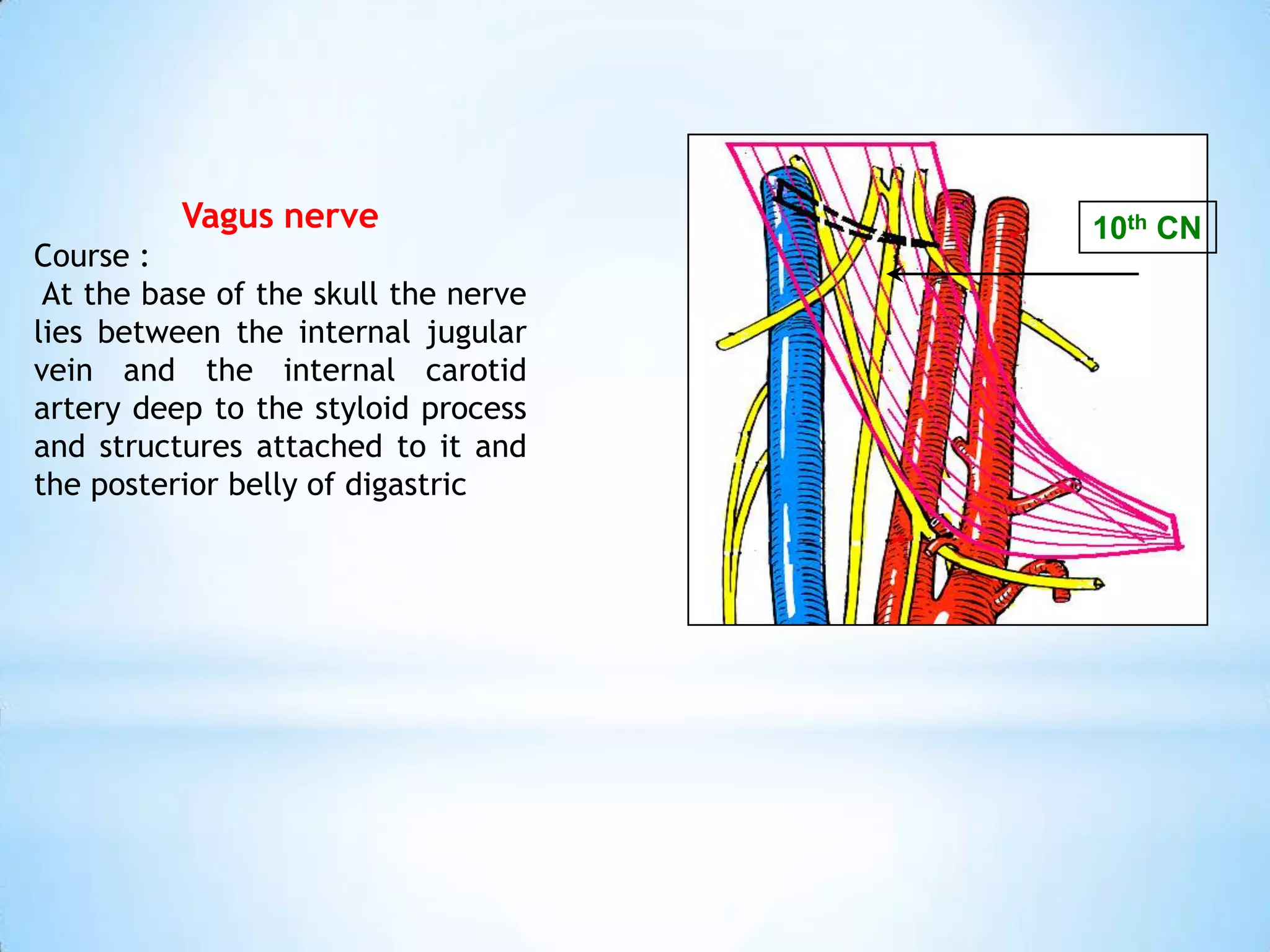 Vagus nerve                 10th CN
Course :
 At the base of the skull the nerve
lies between the internal jugular
vein and the internal carotid
artery deep to the styloid process
and structures attached to it and
the posterior belly of digastric
 