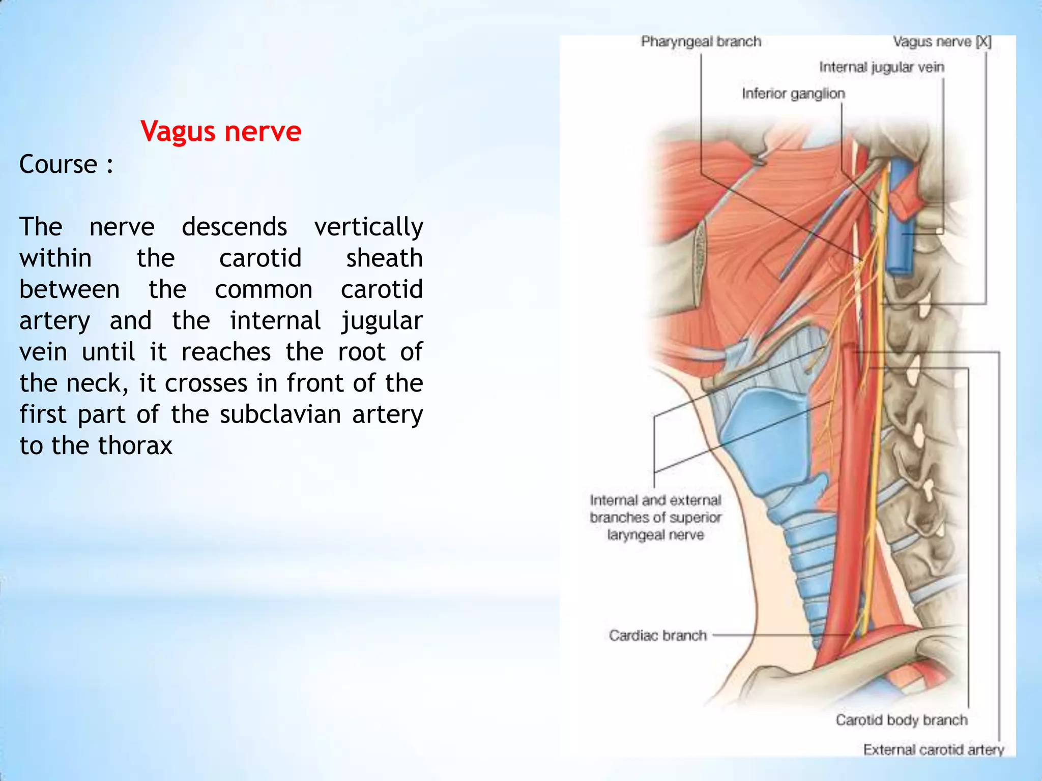 Vagus nerve
Course :

The nerve descends vertically
within     the    carotid    sheath
between the common carotid
artery and the internal jugular
vein until it reaches the root of
the neck, it crosses in front of the
first part of the subclavian artery
to the thorax
 