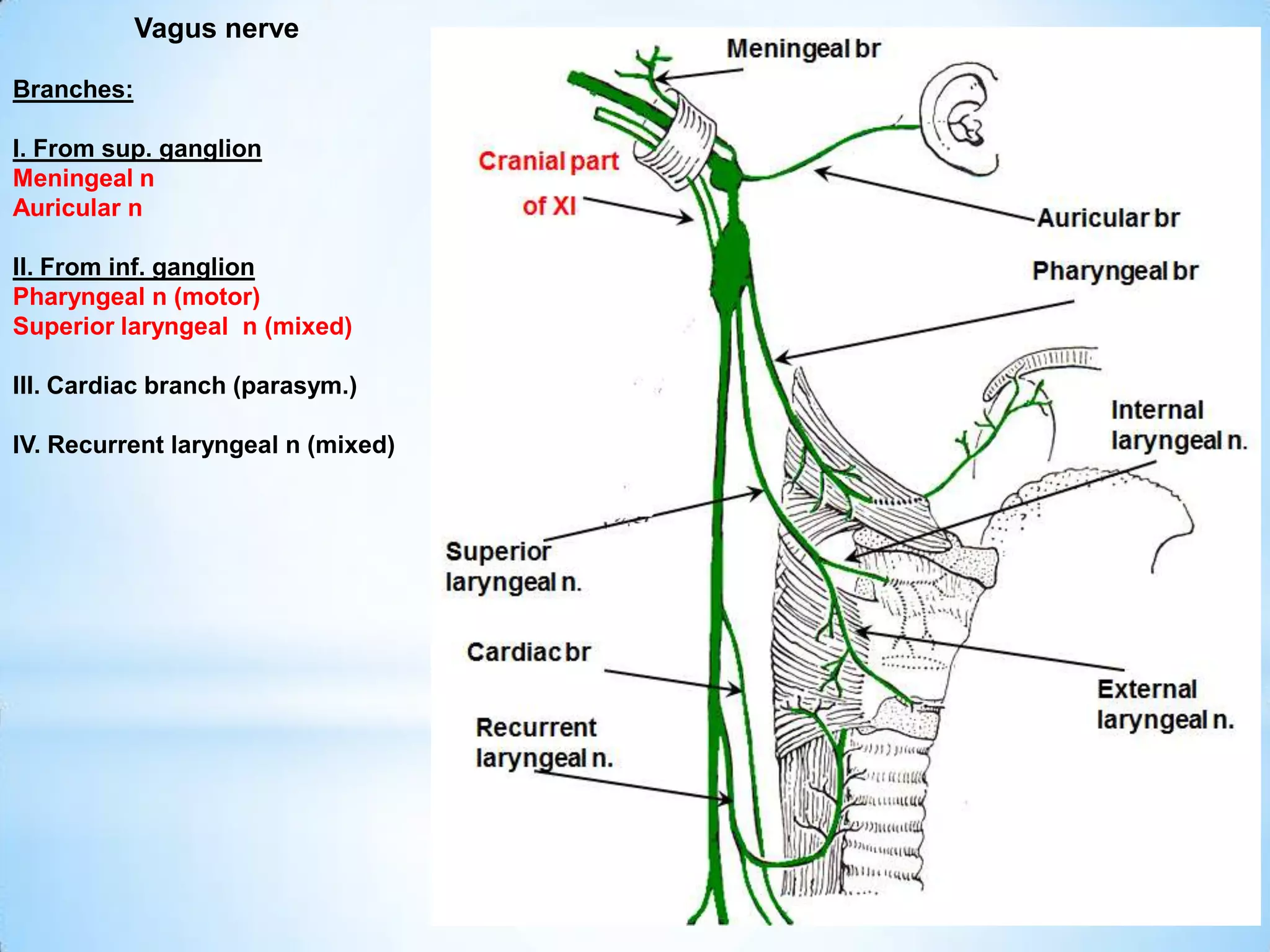 Vagus nerve

Branches:

I. From sup. ganglion
Meningeal n
Auricular n

II. From inf. ganglion
Pharyngeal n (motor)
Superior laryngeal n (mixed)

III. Cardiac branch (parasym.)

IV. Recurrent laryngeal n (mixed)
 