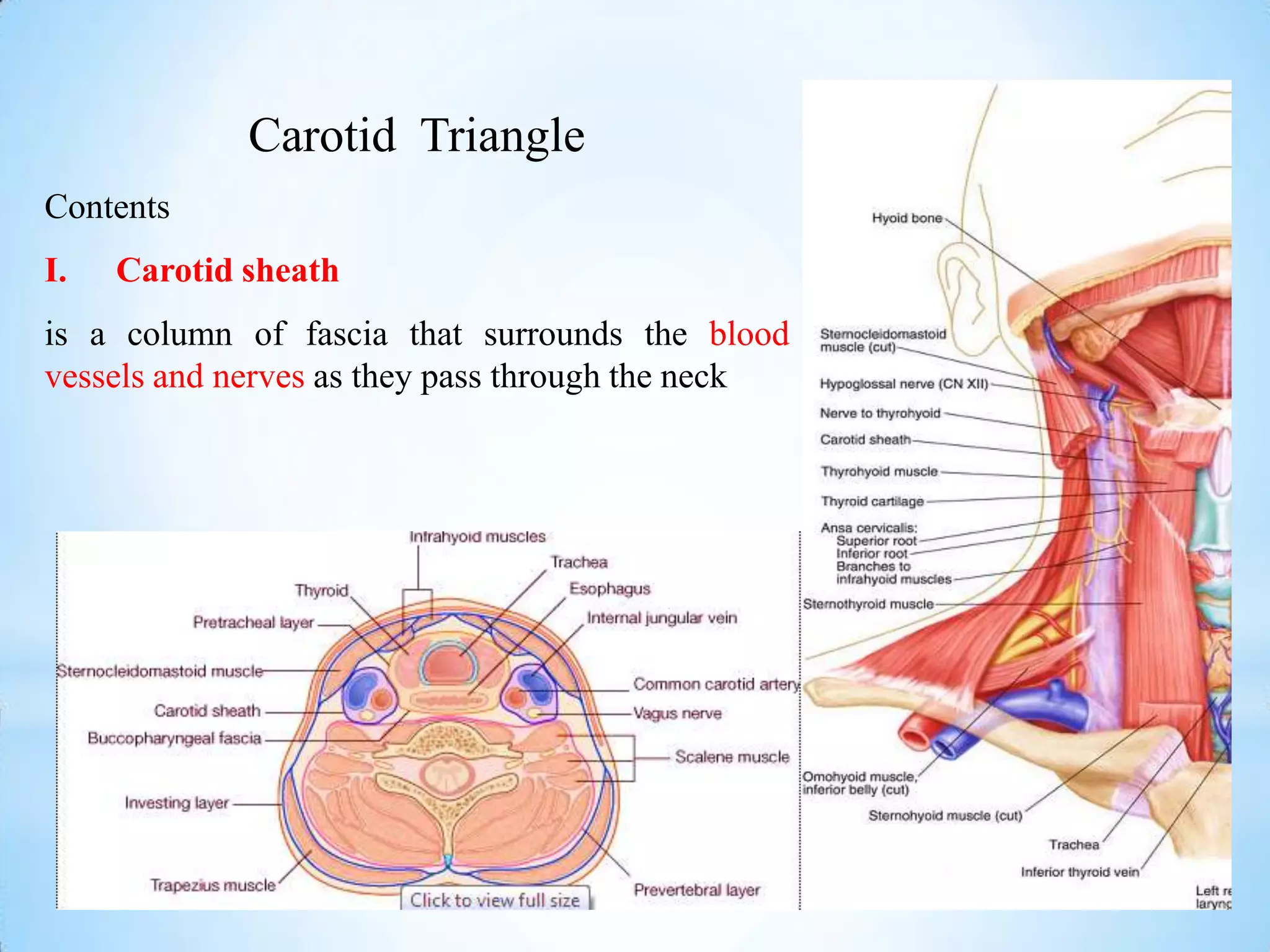 Carotid Triangle
Contents
I.   Carotid sheath
is a column of fascia that surrounds the blood
vessels and nerves as they pass through the neck
 