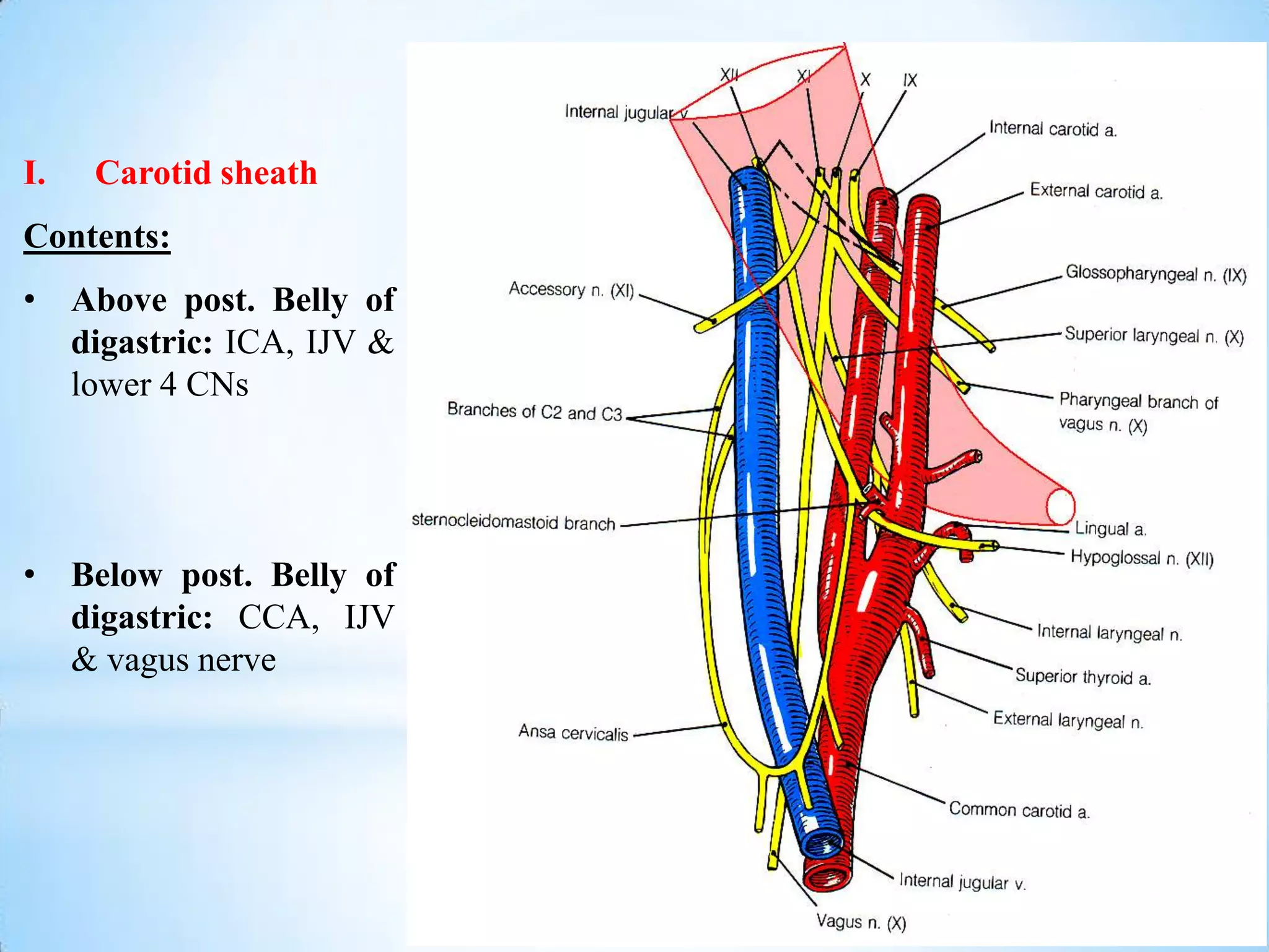 I.   Carotid sheath
Contents:
• Above post. Belly of
  digastric: ICA, IJV &
  lower 4 CNs




• Below post. Belly of
  digastric: CCA, IJV
  & vagus nerve
 