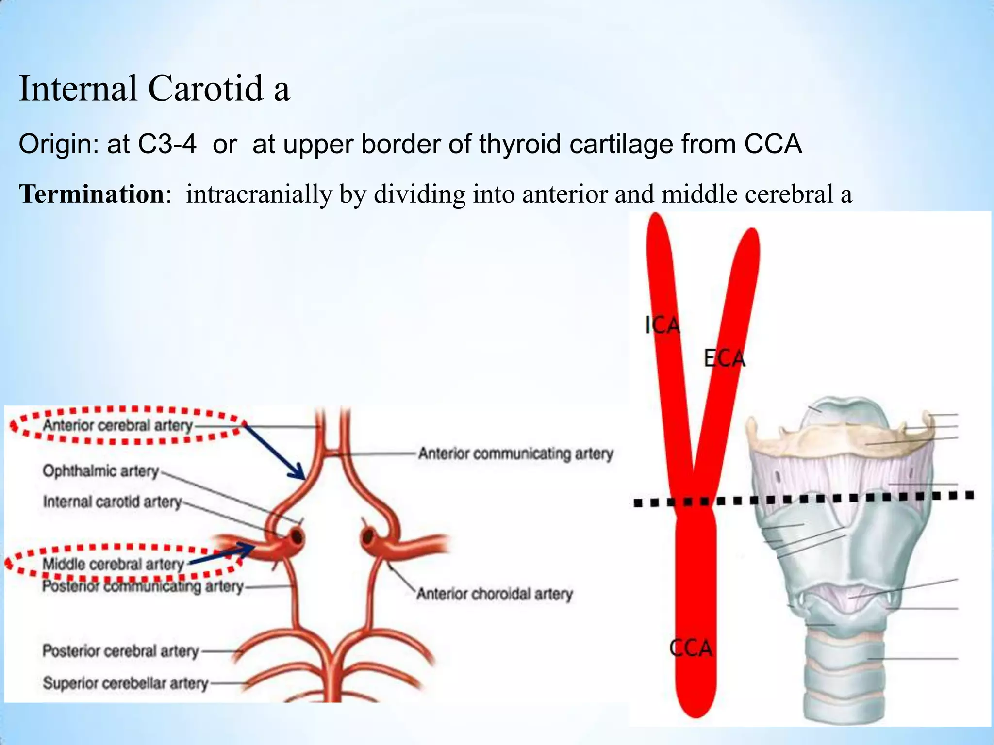 Internal Carotid a
Origin: at C3-4 or at upper border of thyroid cartilage from CCA
Termination: intracranially by dividing into anterior and middle cerebral a
 