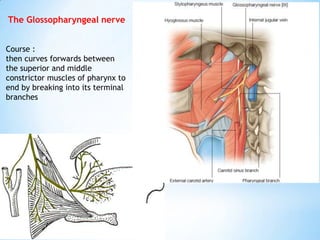 3 carotid triangle___9th_10th_cn | PPTX