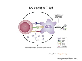 DC activating T cell
O’Hagan and Valiante 2003
 