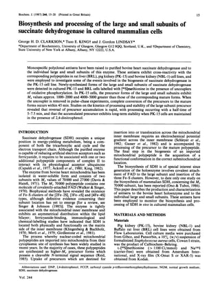 Biochem. J. (1987) 244, 15-20 (Printed in Great Britain)
Biosynthesis and processing of the large and small subunits of
succinate dehydrogenase in cultured mammalian cells
George H. D. CLARKSON,* Tsoo E. KINGt and J. Gordon LINDSAY*
*Department of Biochemistry, University of Glasgow, Glasgow G12 8QQ, Scotland, U.K., and tDepartment of Chemistry,
State University of New York at Albany, Albany, NY 12222, U.S.A.
Monospecific polyclonal antisera have been raised to purified bovine heart succinate dehydrogenase and to
the individual large and small subunits of this enzyme. These antisera exhibit cross-reactivity with the
corresponding polypeptides in rat liver (BRL), pig kidney (PK-15) and bovine kidney (NBL-1) cell lines, and
were employed to investigate some of the events involved in the biogenesis of succinate dehydrogenase in
the PK-15 cell line. Newly-synthesized forms of the large and small subunits of succinate dehydrogenase
were detected in cultured PK-15 and BRL cells labelled with [35S]methionine in the presence of uncouplers
of oxidative phosphorylation. In PK-15 cells, the precursor forms of the large and small subunits exhibit
Mr values approx. 1000-2000 and 4000-5000 greater than those of the corresponding mature forms. When
the uncoupler is removed in pulse-chase experiments, complete conversion of the precursors to the mature
forms occurs within 45 min. Studies on the kinetics ofprocessing and stability ofthe large subunit precursor
revealed that reversal of precursor accumulation is rapid, with processing occurring with a half-time of
5-7.5 min, and that the accumulated precursor exhibits long-term stability when PK-15 cells are maintained
in the presence of 2,4-dinitrophenol.
INTRODUCTION
Succinate dehydrogenase (SDH) occupies a unique
position in energy-yielding metabolism, being a com-
ponent of both the tricarboxylic acid cycle and the
electron transport chain. Although the purified enzyme
is capable ofreducing artificial electron acceptors such as
ferricyanide, it requires to be associated with one or two
additional polypeptide components of complex II to
interact with its physiological acceptor ubiquinone
(Capaldi et al., 1977; Ackrell et al., 1980; King, 1982).
The enzyme from bovine heart mitochondria has been
isolated in water-soluble form and consists of two
subunits with Mr values of 70000 and 27000 (Davis &
Hatefi, 1971). The Mr 70000 polypeptide contains one
molecule ofcovalently-attached FAD (Walker & Singer,
1970). Biophysical methods have revealed the existence
of Fe-S clusters of the [2Fe-2S], [3Fe-xS] and [4Fe-4S]
types, although definitive evidence concerning their
subunit location has yet to emerge [for a review, see
Singer & Johnson (1985)]. The enzyme is tightly
associated with the mitochondrial inner membrane and
exhibits an asymmetrical distribution within the lipid
bilayer; ferricyanide-binding, immunological and
chemical-labelling studies have indicated that SDH is
located both physically and functionally on the matrix
side of the inner membrane (Klingenberg & Buchholz,
1970; Merli et al., 1979; Girdlestone et al., 1981).
The process whereby nuclear-coded mitochondrial
polypeptides are imported into mitochondria from their
cytoplasmic site of synthesis has been widely studied in
recent years. In the majority of cases, these polypeptides
are synthesized as higher-Mr precursor forms which
possess a cleavable N-terminal signal sequence (Reid,
1985). Uptake of precursors which are destined for
insertion into or translocation across the mitochondrial
inner membrane requires an electrochemical potential
gradient across the inner membrane (Schleyer et al.,
1982; Gasser et al., 1982) and is accompanied by
processing of the precursor to the mature polypeptide.
The final step in the biogenesis of an imported
mitochondrial polypeptide is the acquisition of a
functional conformation in the correct submitochondrial
location.
The biosynthesis of SDH is of special interest since
generation of the holoenzyme involves covalent attach-
ment of FAD to the large subunit and insertion of the
three Fe-S clusters. However, to date only one study on
the biosynthesis ofmammalian SDH, concerning the Mr
70000 subunit, has been reported (Ono & Tuboi, 1986).
This paper describes the production and characterization
of antisera to the bovine heart holoenzyme and to the
individual large and small subunits. These antisera have
been employed to monitor the biosynthesis and pro-
cessing of SDH in vivo in cultured mammalian cells.
MATERIALS AND METHODS
Materials
Pig kidney (PK-15), bovine kidney (NBL-1) and
Buffalo rat liver (BRL) cell lines were obtained from
Flow Laboratories. Cell culture media were purchased
from Gibco, and Pansorbin, a 10% (w/v) suspension of
formalinized Staphylococcus aureus cells, Cowan I strain,
was the product of Calbiochem-Behring.
L-[35S]methionine (>1100 Ci/mmol) and Na1251
(carrier-free) were obtained from Amersham Inter-
national, and X-ray film (X-Omat S or XAR-5) was
obtained from Kodak.
Abbreviations used: DNP, 2,4-dinitrophenol; FCCP, carbonyl cyanide p-trifluoromethoxyphenylhydrazone; NGM, normal growth medium;
SDH, succinate dehydrogenase.
Vol. 244
15
 