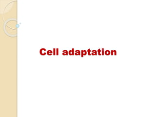 Cell adaptation
 