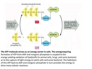 3 cell chemistry and biosynthesis | PPTX