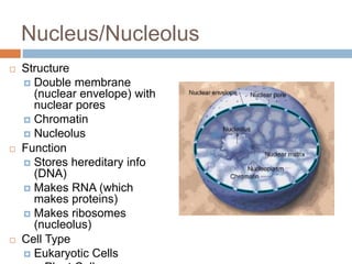 Nucleus/Nucleolus
 Structure
 Double membrane
(nuclear envelope) with
nuclear pores
 Chromatin
 Nucleolus
 Function
 Stores hereditary info
(DNA)
 Makes RNA (which
makes proteins)
 Makes ribosomes
(nucleolus)
 Cell Type
 Eukaryotic Cells
 