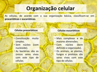 As células, de acordo com a sua organização básica, classificam-se em
procarióticas e eucarióticas.
Organização celular
• Constituição muito
simples.
• Sem núcleo (com
nucleoide).
• As bactérias são os
únicos seres vivos
com este tipo de
células.
Células eucarióticas
• Mais complexas e de
maiores dimensões.
• Com núcleo (bem
definido e organizado).
• Os animais, as plantas,
fungos e protistas são
seres vivos com este
tipo de células.
Células procarióticas
 