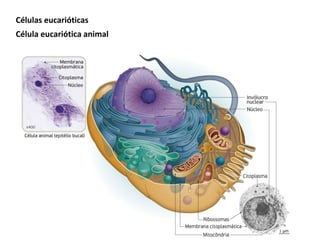 Célula eucariótica animal
Células eucarióticas
 