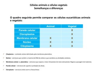 Animal Vegetal
Parede celular X
Cloroplastos X
Membrana celular X X
Núcleo X X
Citoplasma X X
Células animais e células vegetais
Semelhanças e diferenças
O quadro seguinte permite comparar as células eucarióticas animais
e vegetais:
 Citoplasma – conteúdo celular delimitado pela membrana plasmática.
 Núcleo – estrutura que contém a maioria do DNA da célula e que coordena as atividades celulares.
 Membrana celular ou plasmática – estrutura que separa o meio intracelular do meio extracelular. Regula a passagem de materiais.
 Parede celular – estrutura de suporte e proteção da célula.
 Cloroplasto – estrutura onde ocorre a fotossíntese.
 