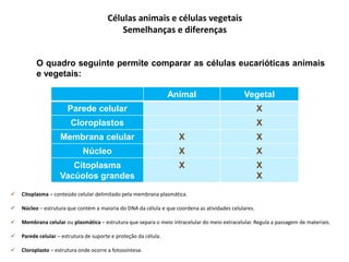 Animal Vegetal
Parede celular X
Cloroplastos X
Membrana celular X X
Núcleo X X
Citoplasma
Vacúolos grandes
X X
X
Células animais e células vegetais
Semelhanças e diferenças
O quadro seguinte permite comparar as células eucarióticas animais
e vegetais:
 Citoplasma – conteúdo celular delimitado pela membrana plasmática.
 Núcleo – estrutura que contém a maioria do DNA da célula e que coordena as atividades celulares.
 Membrana celular ou plasmática – estrutura que separa o meio intracelular do meio extracelular. Regula a passagem de materiais.
 Parede celular – estrutura de suporte e proteção da célula.
 Cloroplasto – estrutura onde ocorre a fotossíntese.
 