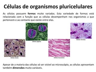 As células possuem formas muito variadas. Esta variedade de formas está
relacionada com a função que as células desempenham nos organismos a que
pertencem e ao contacto que existe entre elas.
Células de organismos pluricelulares
Células ósseas
Células vegetais
Células musculares
Células nervosas
Apesar de a maioria das células só ser visível ao microscópio, as células apresentam
também dimensões muito variáveis.
 