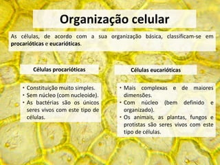 As células, de acordo com a sua organização básica, classificam-se em
procarióticas e eucarióticas.
Organização celular
• Constituição muito simples.
• Sem núcleo (com nucleoide).
• As bactérias são os únicos
seres vivos com este tipo de
células.
Células eucarióticas
• Mais complexas e de maiores
dimensões.
• Com núcleo (bem definido e
organizado).
• Os animais, as plantas, fungos e
protistas são seres vivos com este
tipo de células.
Células procarióticas
 