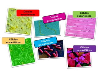 Células
eucarióticas
Células
eucarióticas
Células
eucarióticas
Células
eucarióticas
 