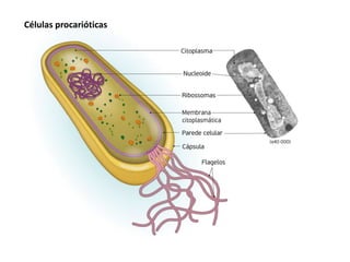 Células procarióticas
 