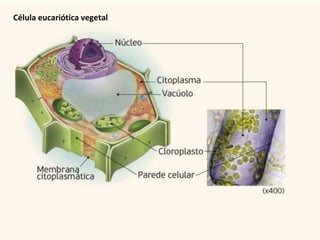 Célula eucariótica vegetal
 