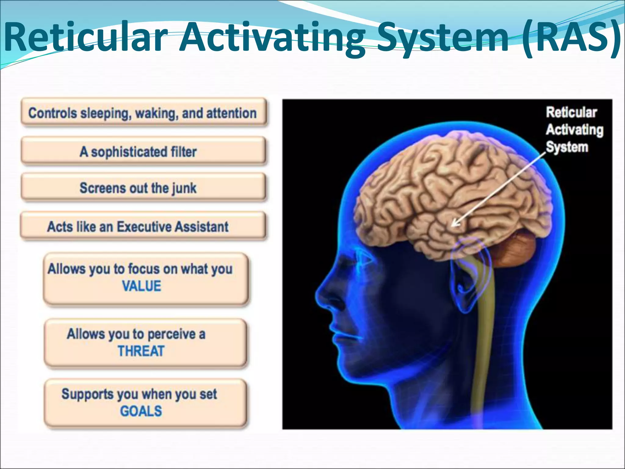 Reticular Activating System (RAS)
 