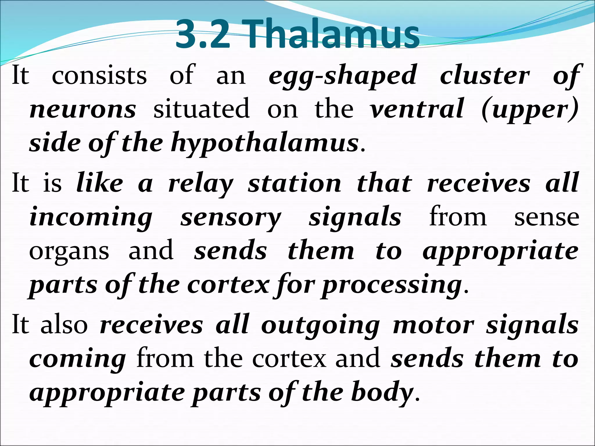 3.2 Thalamus
It consists of an egg-shaped cluster of
neurons situated on the ventral (upper)
side of the hypothalamus.
It is like a relay station that receives all
incoming sensory signals from sense
organs and sends them to appropriate
parts of the cortex for processing.
It also receives all outgoing motor signals
coming from the cortex and sends them to
appropriate parts of the body.
 