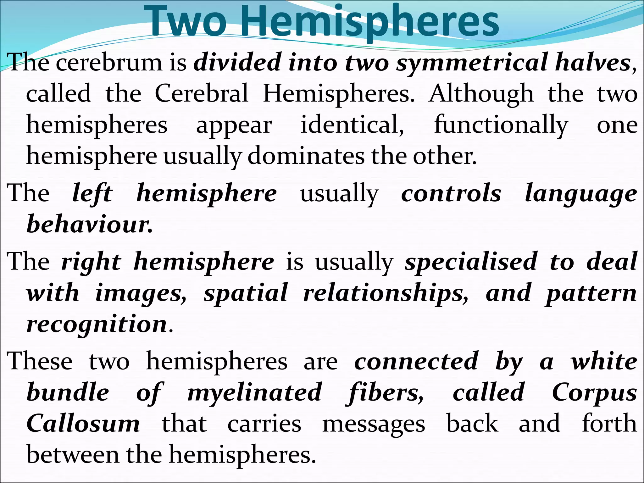 Two Hemispheres
The cerebrum is divided into two symmetrical halves,
called the Cerebral Hemispheres. Although the two
hemispheres appear identical, functionally one
hemisphere usually dominates the other.
The left hemisphere usually controls language
behaviour.
The right hemisphere is usually specialised to deal
with images, spatial relationships, and pattern
recognition.
These two hemispheres are connected by a white
bundle of myelinated fibers, called Corpus
Callosum that carries messages back and forth
between the hemispheres.
 