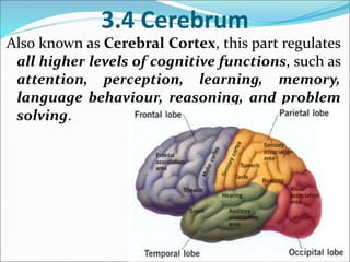 3 central nervous system brain | PPTX