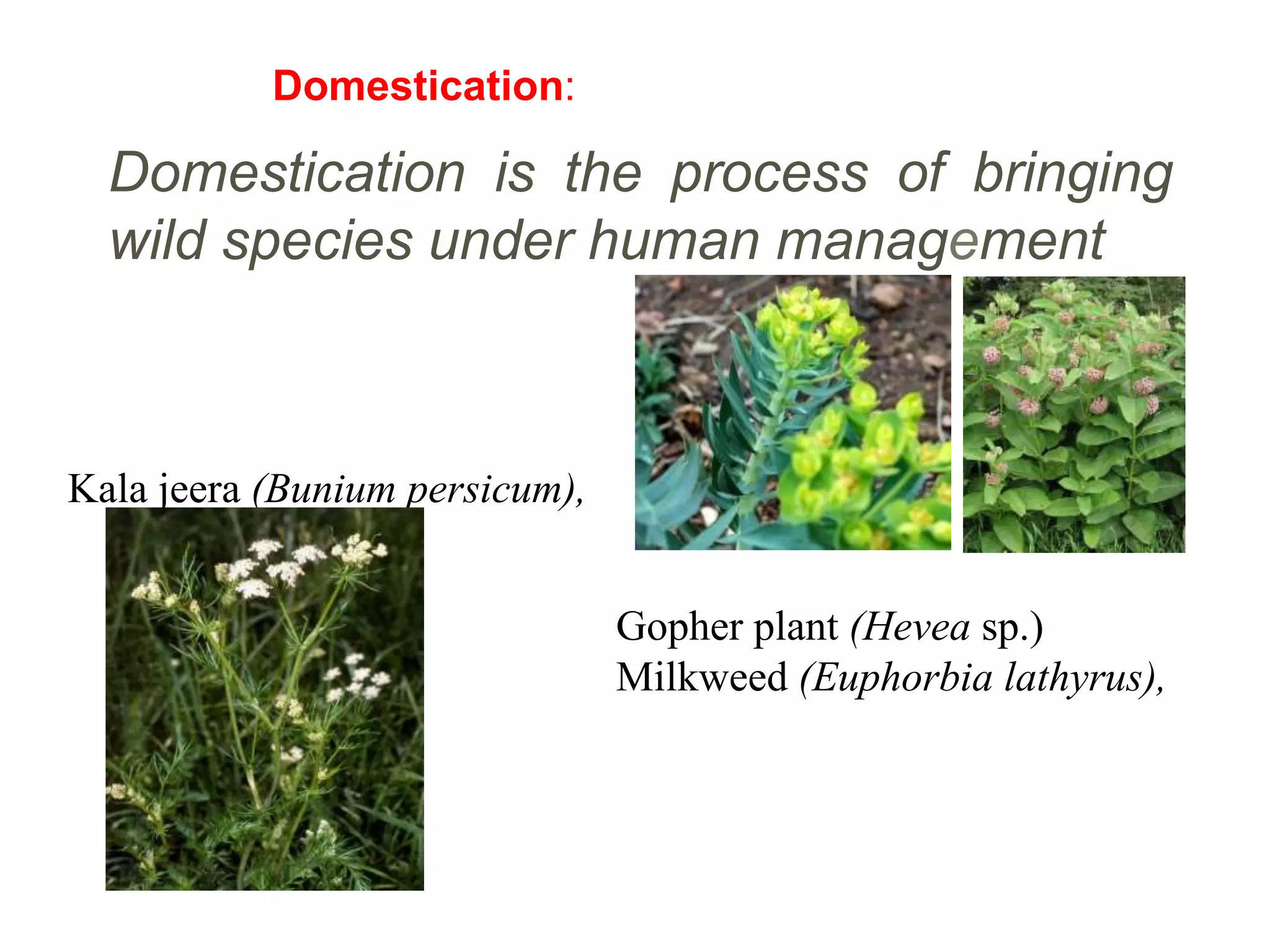 Domestication is the process of bringing
wild species under human management
Gopher plant (Hevea sp.)
Milkweed (Euphorbia lathyrus),
Kala jeera (Bunium persicum),
Domestication:
 