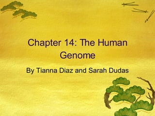 Chapter 14: The Human Genome By Tianna Diaz and Sarah Dudas 