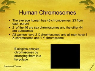 Human Chromosomes The average human has 46 chromosomes: 23 from each parent 2  of the 46 are sex chromosomes and the other 44 are autosomes All women have 2 X chromosomes and all men have 1 X chromosome and 1 Y chromosome Biologists analyze chromosomes by arranging them in a karyotype Sarah and Tianna 