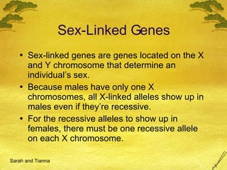 Sex-Linked Genes Sex-linked genes are genes located on the X and Y chromosome that determine an individual’s sex. Because males have only one X chromosomes, all X-linked alleles show up in males even if they’re recessive. For the recessive alleles to show up in females, there must be one recessive allele on each X chromosome. Sarah and Tianna 