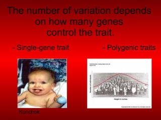 The number of variation depends on how many genes control the trait. - Single-gene trait - Polygenic traits Kunchok
