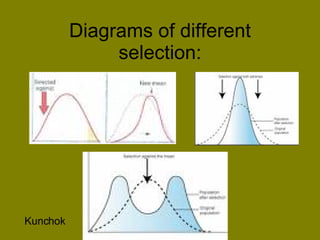 Diagrams of different selection: Kunchok