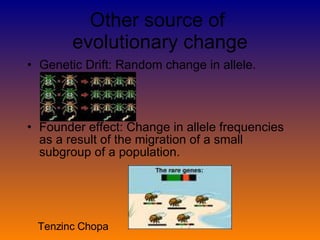 Other source of evolutionary change Genetic Drift: Random change in allele. Founder effect: Change in allele frequencies as a result of the migration of a small subgroup of a population. Tenzinc Chopa