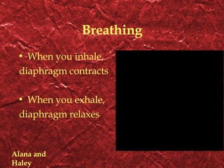 Breathing When you inhale, diaphragm contracts When you exhale, diaphragm relaxes Alana and Haley