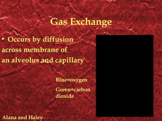 Gas Exchange Occurs by diffusion across membrane of an alveolus and capillary Blue=oxygen Green=carbon dioxide Alana and Haley