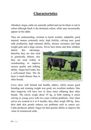 Characteristics<br />Aberdeen Angus cattle are naturally polled and can be black or red in colour although black is the dominant colour, white may occasionally appear on the udder. <br />26289003257550They are undemanding, resistant to harsh weather, adaptable, good natured, mature extremely early, high fertility, calving ease, good milk production, high maternal ability, disease resistance and high weight gain and a large carcass. Never have horns and their children inherit this advantage, therefore they are also used to genetically dehorn, also they are used widely in crossbreeding to improve carcass quality and milking ability. Angus beef cattle, has a well-earned fame. The fat layer is much thinner than in other breeds.<br />Cows show well formed and healthy udders, which ensure good breeding and weaning weight was good, are excellent mothers. Due their longevity will have two or three more offspring than other breeds. The calves weigh about 35 kg. at birth making it easier calving in young cows with two years without problems. Also when calves are weaned at 6 or 8 months, they often weigh 280 kg. Also, their dark skin greatly reduces eye problems such as cancer eye. Cattle producers admire Angus for their genetic ability to improve the value of commercial cattle.<br />GENERAL APPEARANCE<br />The Angus breed is a meat producer, renowned for its reproductive precocity, calving ease, maternal ability and longevity. Copies of the race to have good muscle mass and produce good quality meat (marbled, tender, juicy, tasty, etc.). Must be large, of good depth and a good overall balance and harmony.<br />2857500870585Their forms must be smooth, rounded contours, with ease of termination and without excessive accumulations of fat. Temperament must be active, but not aggressive and agile in his movements, demonstrating correct aplomb and strong joints. The skin should be fairly thin, elastic, covered with soft fur, short and thick black or red. The early molting is indicative of good hormonal function and therefore high fertility.<br />SIZE<br />Away from the ends. This balance gives intermediate size, functionality and eases of termination to grass, and also allows you to be very efficient in feedlot. A bull weighs 1000/900kg, a cow 700/500kg  and a steer (15 months/ready to sell) 450kg.<br />MUSCLE MASS<br />The muscles must be sufficiently developed and appropriate; their muscle volume should not be excessive so as not to affect fertility in females, one of the main characteristics of the breed. Saying muscle mass means that when there is a complete animal, it appears a group of muscles forming undifferentiated her room, her back, and so on. Excessive differentiation intramuscular unnoticed.<br />The loin should be very wide (good rib eye steak) and quarters long, with muscles well let down towards the hocks.<br />In females, the muscle mass of the pallet must be prominent and muscular quarters, but in its proper expression, is not excessive to avoid detracting from their reproductive role.<br />APLOMBS<br />322897590805The correction of aplomb is essential for their functionality. Our pastoral system requires large displacements, a good movement is essential.<br />BODY DEPTH<br />The race should have good depth as biotype body, given the long, good rib, allowing greater rumen capacity. The good rumen capacity allows you to add significant amount of grass then use it on your farm or in the case of mothers, to optimize their reproductive efficiency and milk production.<br />EXPRESSION<br />In males, the expression of masculinity is linked to the proper size of their testes, strong muscle at the neck and molting early.<br />In females, the expression must be very feminine, small head and neck soft fully inserted into the body.<br />HEAD<br />In females must be small and medium-sized ears tuned and slightly tilted up and good hairiness.<br />26384252085975The male's nose should be with strong and good expression in the jaws. The width should be oriented about two thirds the length, more rounded and wider than the female and smaller ears. In both, mocha and poll well marked<br />NECK<br />In the female, good length and fine and smooth integration in the head and body, while in the male, wider and more prominent upper (forehead).<br />BODY<br />Deep down, with great rib, long and wide back.<br />HIP<br />In females, wide and with good opening of birth canal. In the male, level surface at the hip. For both, without stowaways in the insertion of the tail.<br />CHEST<br />Both males and females accept some fat is not excessive. This slight thickening is related to improved functionality.<br />QUARTERS AND BOTTOM<br />Broad, deep, solid, non-exaggerated musculature (especially females), descended long as possible at the level of the stifle (distal third).<br />23241001504950HOCKS<br />Solid, neat and well angulated. In the male, also strong.<br />LEGS<br />Medium, with strong bone, well set and separate fitness indicate good to butcher.<br />VANE<br />Tendency to parallel and not angled indicating good width of loin. The outside should be solid muscle, not exaggerated, otherwise compromise the ease of delivery.<br />HANDS<br />Medium, well planted.<br />SKIN<br />Thin thick and soft, short hair.<br />TESTES<br />Well let down without excessive scrotal fat. As for the measures, see table quot;
indicative levels of scrotal circumferencequot;
.<br />