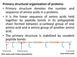 Comprehensive Overview of Amino Acids and Proteins Chemistry | PDF