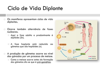 Ciclo de Vida Diplonte
 Os mamíferos apresentam ciclos de vida
diplontes.
 Ocorre também alternância de fases
nucleares.
 Aqui a fase adulta e predominante é
diplóide (2n).
 A fase haplonte está reduzida ao
gâmetas que são haplóides (n).
 A produção de gâmetas ocorre ao nível
das gónadas por um processo de meiose.
 Como a meiose ocorre antes da formação
dos gâmetas diz-se que é pré-gamética.
 