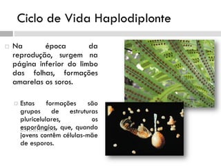 Ciclo de Vida Haplodiplonte
 Na época da
reprodução, surgem na
página inferior do limbo
das folhas, formações
amarelas os soros.
 Estas formações são
grupos de estruturas
pluricelulares, os
esporângios, que, quando
jovens contêm células-mãe
de esporos.
 