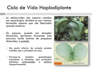 Ciclo de Vida Haplodiplonte
 As células-mães dos esporos contidos
nos esporângios dividem-se por meiose,
formando esporos que são libertados
quando maduros.
 Os esporos, quando em situações
favoráveis, germinam formando uma
estrutura verde laminar de pequenas
dimensões, o protalo.
 Na parte inferior do protalo existem
rizóides que o prendem ao solo.
 Formam-se também gametângios
masculinos e femininos que produzem
gâmetas: anterozóides e oosfera
respectivamente.
 