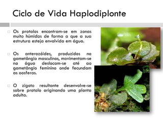 Ciclo de Vida Haplodiplonte
 Os protalos encontram-se em zonas
muito húmidas de forma a que a sua
estrutura esteja envolvida em água.
 Os anterozóides, produzidos no
gametângio masculinos, movimentam-se
na água deslocam-se até ao
gametângio feminino onde fecundam
as oosferas.
 O zigoto resultante desenvolve-se
sobre protalo originando uma planta
adulta.
 