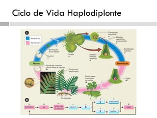 Ciclo de Vida Haplodiplonte
 