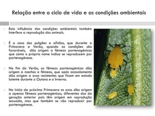 Relação entre o ciclo de vida e as condições ambientais
 Esta influência das condições ambientais também
interfere a reprodução dos animais.
 É o caso dos pulgões e afídios, que durante a
Primavera e Verão, quando as condições são
favoráveis, dão origem a fêmeas partenogénicas
que como o próprio nome indica se reproduzem por
partenogénese.
 No fim do Verão, as fêmeas partenogénicas dão
origem a machos e fêmeas, que após acasalamento
dão origem a ovos resistentes que ficam em estado
latente durante o Outono e o Inverno.
 No início da próxima Primavera os ovos dão origem
a apenas fêmeas partenogénicas, diferentes das da
geração anterior pois têm origem em reprodução
sexuada, mas que também se vão reproduzir por
partenogénese.
 